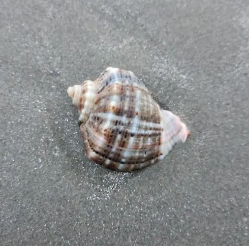 Queen's Blue Wave Apartament